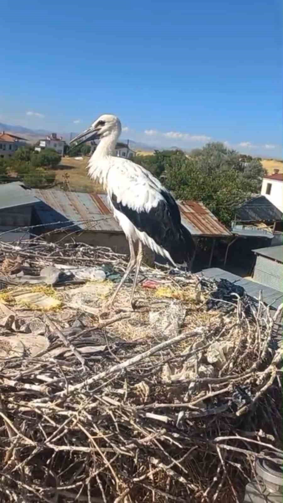ELAZIĞ’DA YUVASINDAN DÜŞEN YAVRU LEYLEK İTFAİYE EKİPLERİ TARAFINDAN YERİNE GERİ KONDU