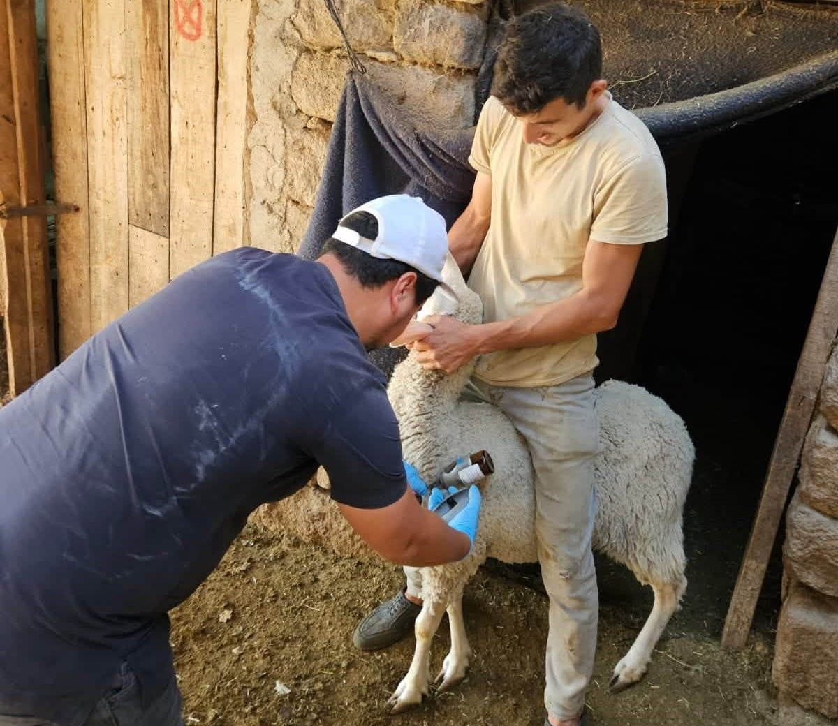 EMET VE DOMANİÇ'TE KÜÇÜKBAŞ HAYVANLARA AŞILAMA VE KİMLİKLENDİRME ÇALIŞMALARI DEVAM...