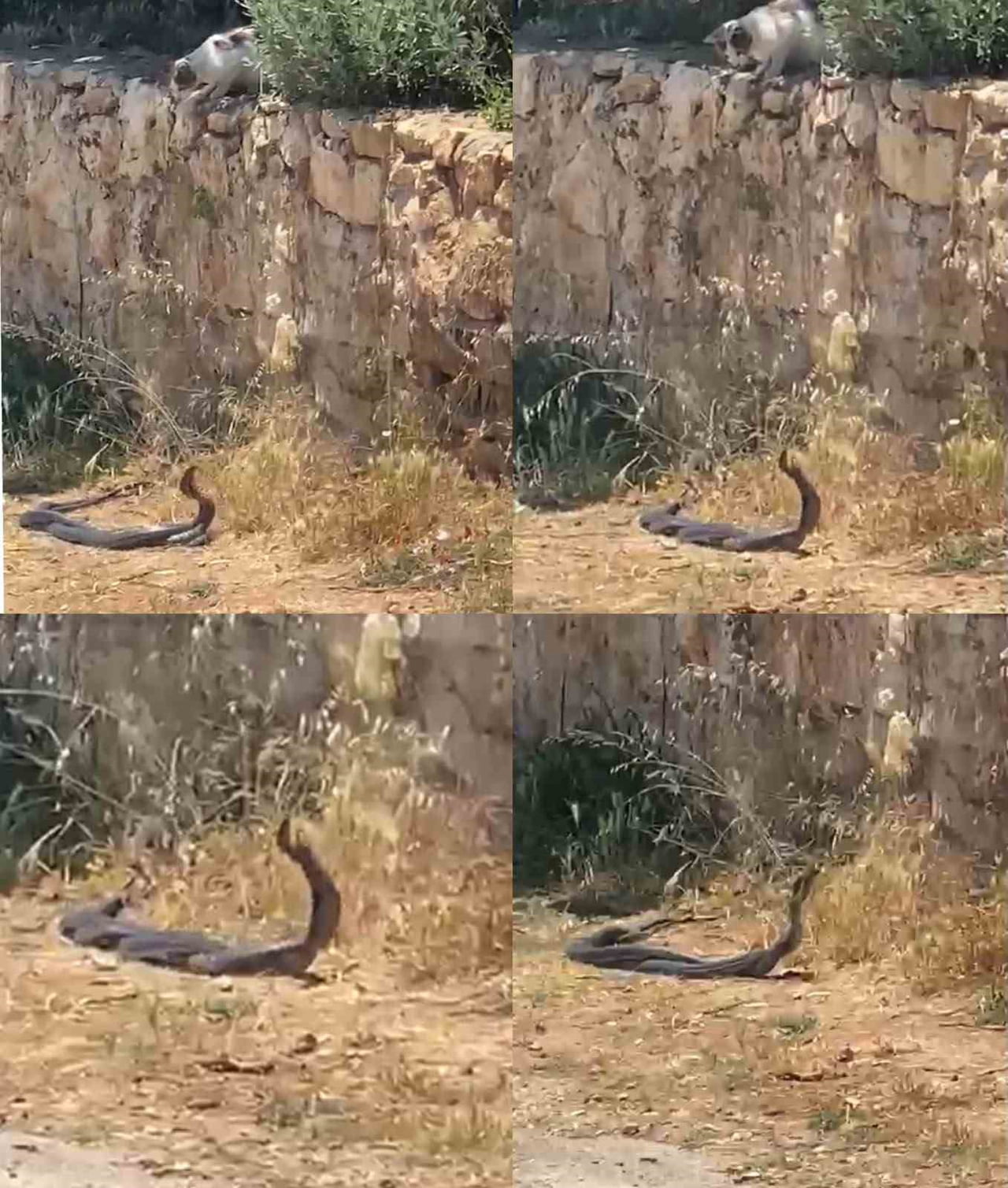 ERDEMLİ İLÇESİNDE UZUNLUKLARI 2 METREYİ AŞAN YILANLARIN DANS EDERCESİNE HAREKETLERİ KAMERAYA...