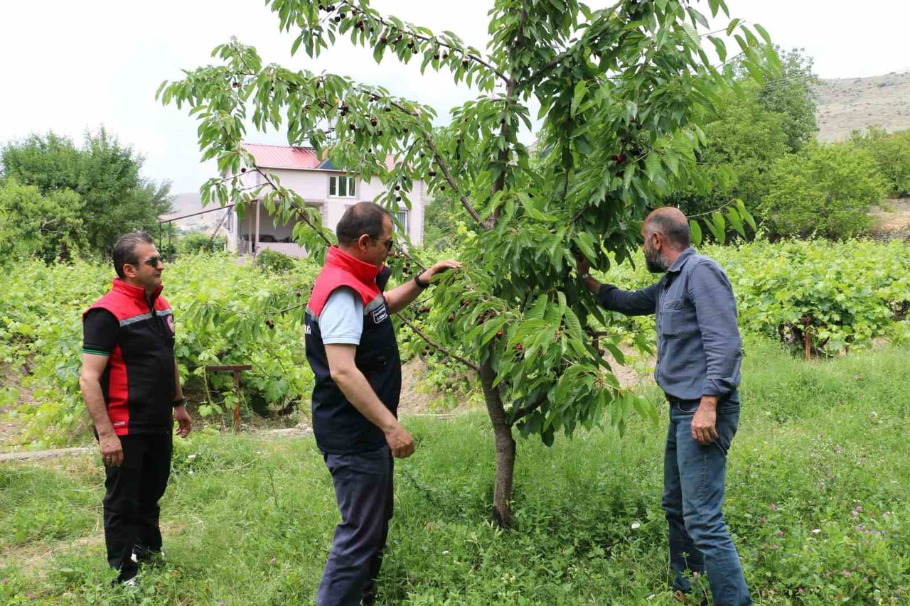 ERZİNCAN İL TARIM VE ORMAN MÜDÜRÜ ALPER KOÇAKER, ÜZÜMLÜ İLÇESİNDEKİ KİRAZ BAHÇELERİNDE...