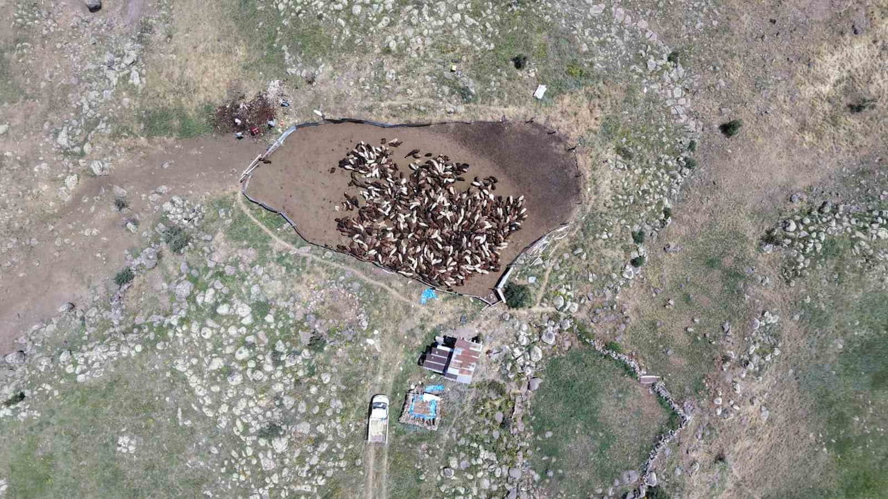 ERZURUM'UN AZİZİYE İLÇESİNE BAĞLI KIRSAL SÖĞÜTLÜ MAHALLESİ YAYLALARINDA YAZ MEVSİMİNİN GELMESİYLE...