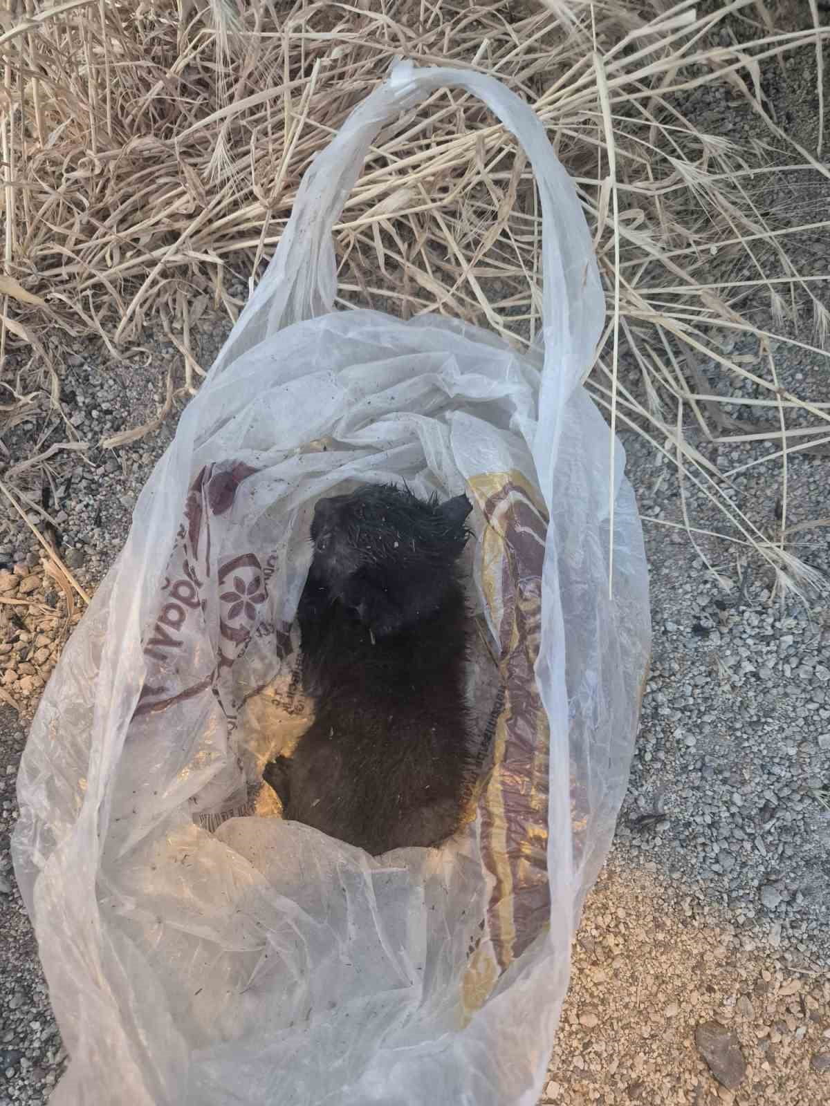 ESKİŞEHİR'DE AĞZI BANTLANARAK BİR POŞETİN İÇİNDE ÇÖPE ATILAN YAVRU KEDİ, TESADÜFEN ORADAN GEÇEN...