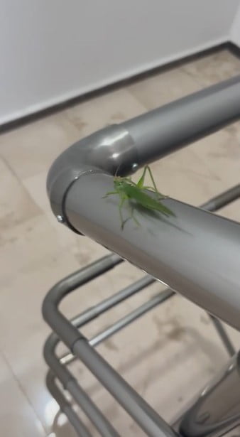 ESKİŞEHİR'DE BİR APARTMANIN İÇERİSİNDE GÖRÜLEN İRİ ÇEKİRGE VATANDAŞI TEDİRGİN...