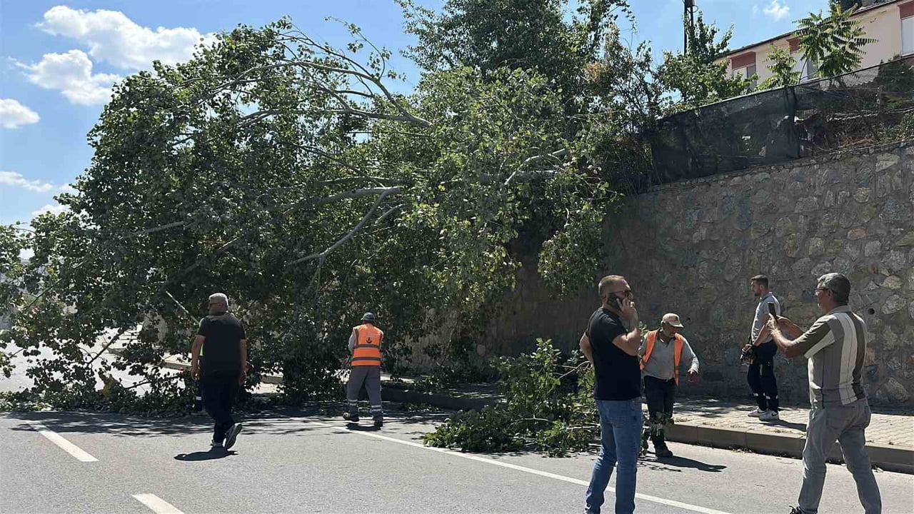 ESKİŞEHİR'DE DEVRİLEN VE KARA YOLUNU KISMEN TRAFİĞE KAPATAN KAVAK AĞACININ BULUNDUĞU YERDEN...