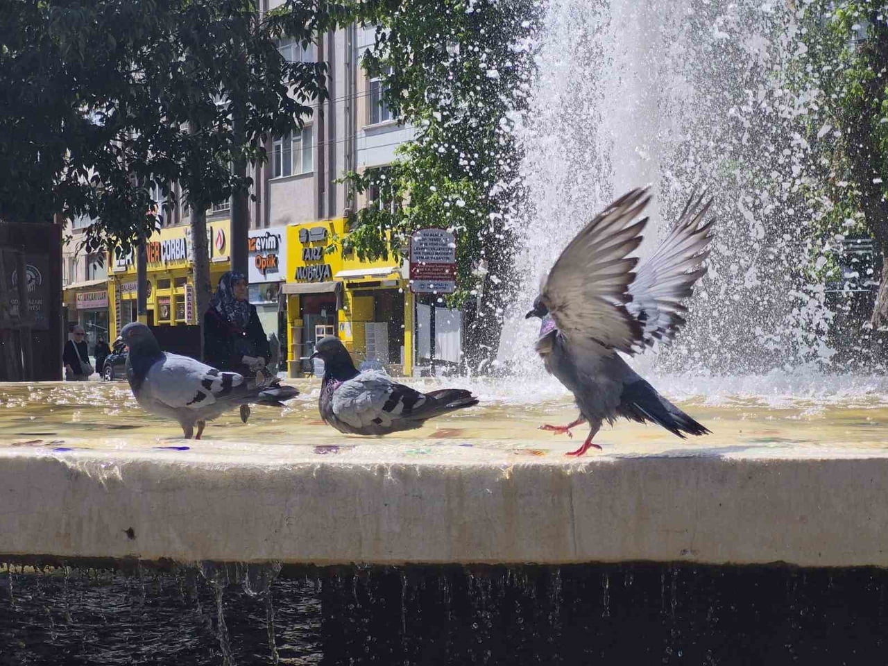 ESKİŞEHİR'DE ETKİLİ OLAN SICAKLAR NEDENİYLE ZOR ANLAR YAŞAYAN KUŞLAR, HAMAMYOLU CADDESİ'NDEKİ SÜS...
