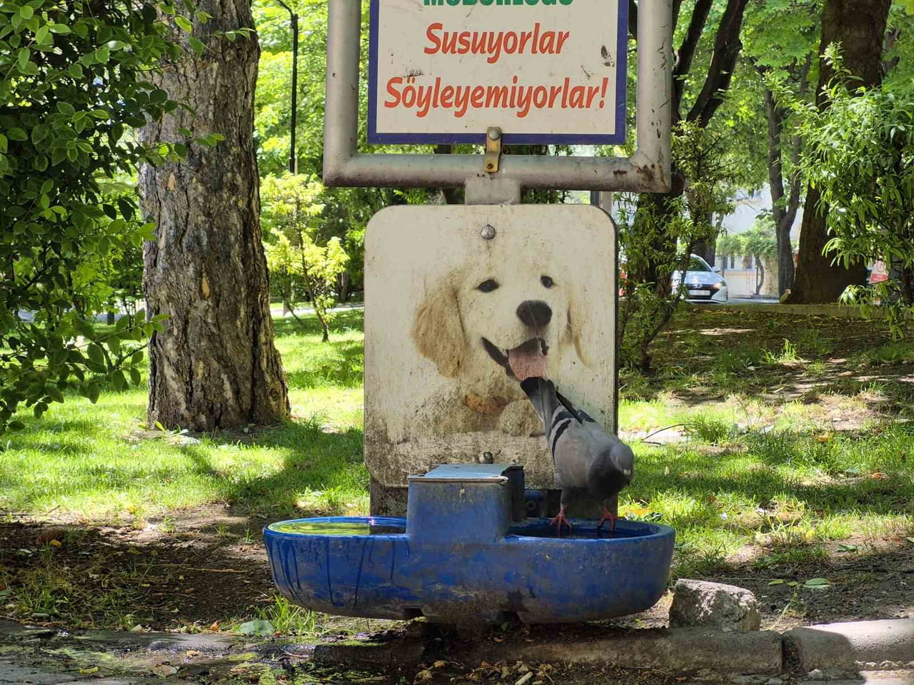 ESKİŞEHİR'DE SICAK HAVANIN ETKİSİYLE SUSAYAN ONLARCA GÜVERCİN, SOKAK KÖPEKLERİ İÇİN KONULAN VE...