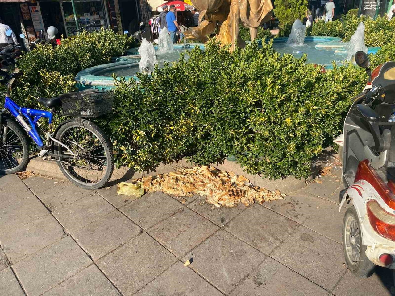 ESKİŞEHİR KENT MERKEZİNDE BULUNAN BİR SÜS HAVUZUN YANINA KUŞLARIN BESLENMESİ AMACIYLA BIRAKILAN...