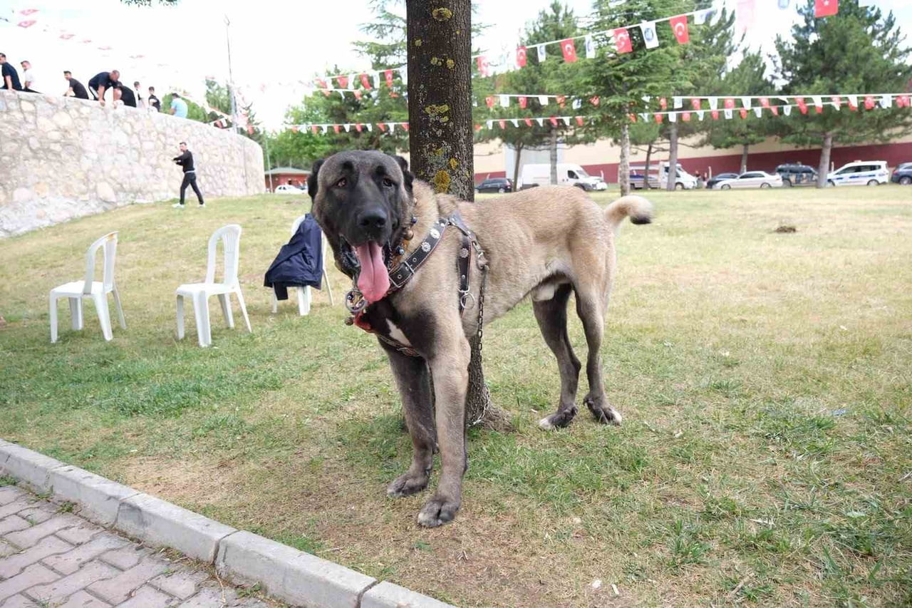ETKİNLİKTE KÖPEKLER GÜZELLİKLERİYLE YARIŞTI.