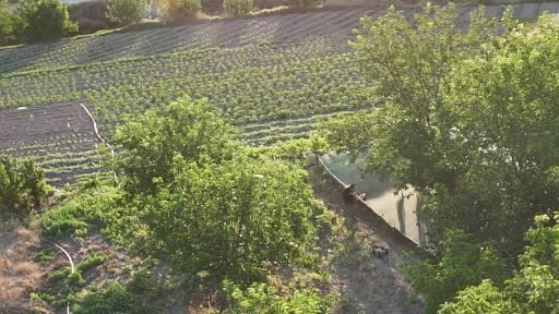 Evliya Çelebi'nin Seyahatnamesi'nde yer alan Ayaş dutunda hasat başladı