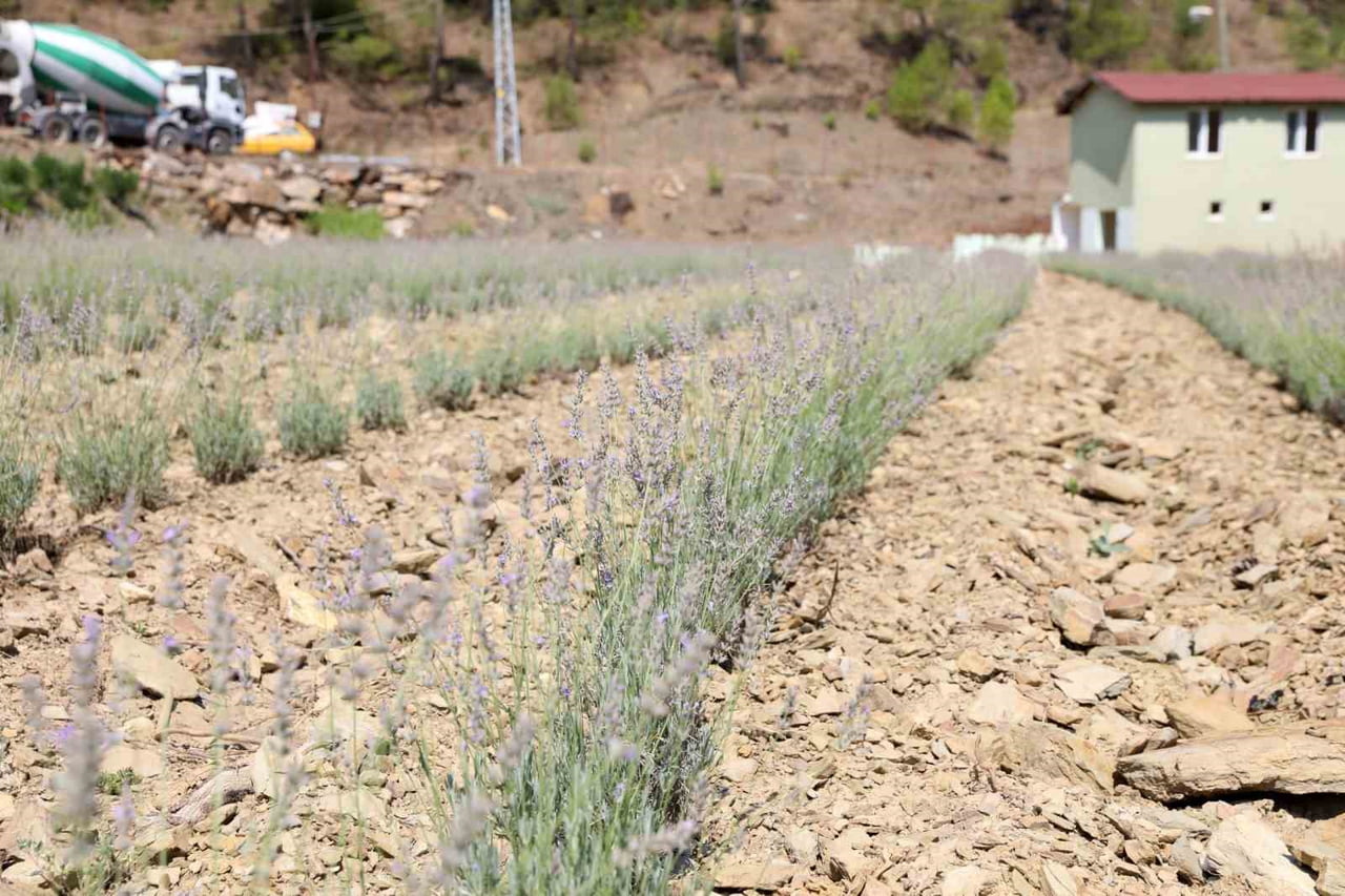 FAKIRCALI MAHALLESİ’NDE BELEDİYEYE AİT ARAZİDE YAKLAŞIK 3 AY ÖNCE DİKİLEN 30 BİN LAVANTA FİDESİNİN...