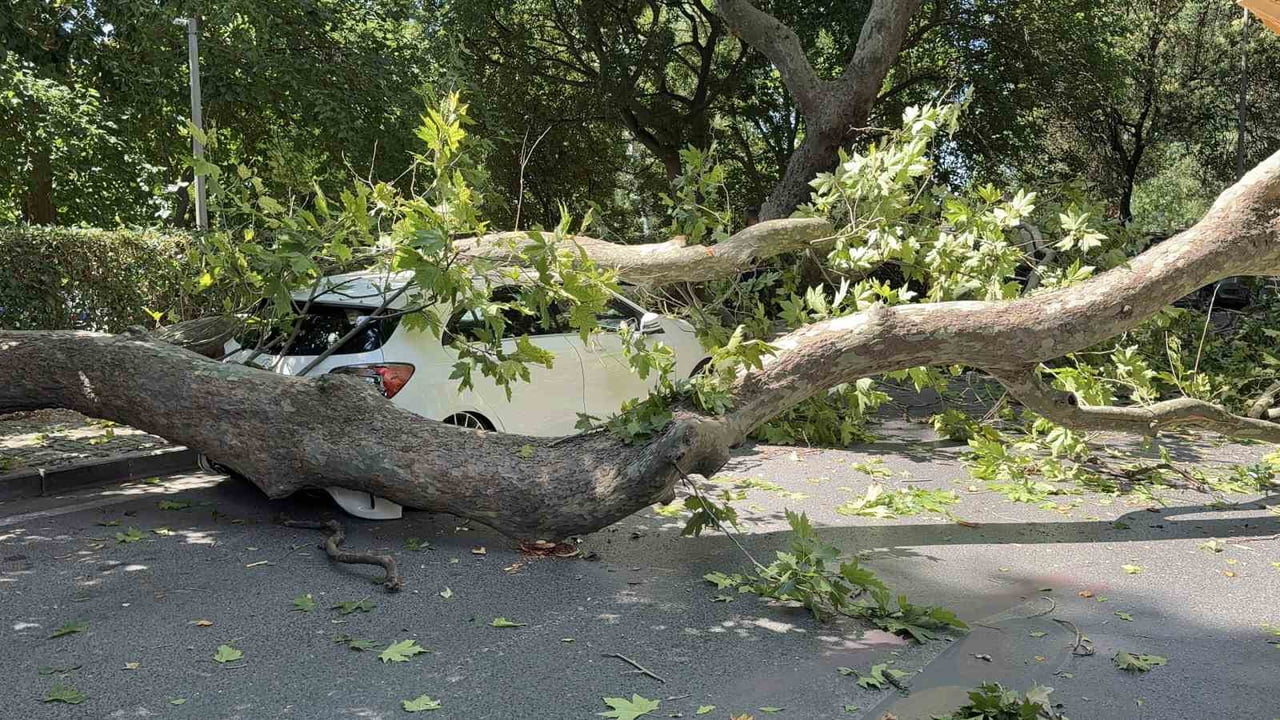 FLORYA'DA ASIRLIK ÇINAR AĞACI, PARK HALİNDEKİ BİR OTOMOBİLİN ÜZERİNE DEVRİLDİ. ARAÇTA BÜYÜK ÇAPTA...