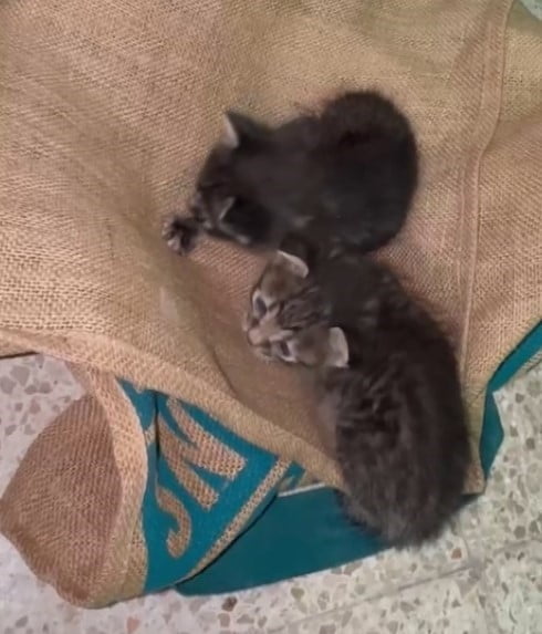 GAZİANTEP'TE BİR OKULUN HAVALANDIRMA KAZANINA DÜŞEN 2 YAVRU KEDİ, PERSONEL VE ÖĞRETMENLERİN UZUN...