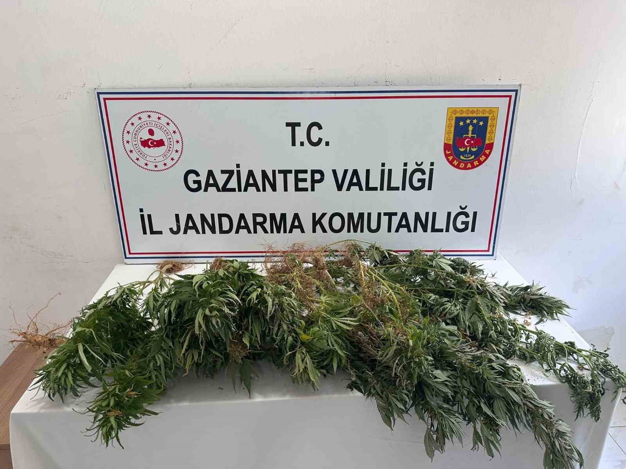 GAZİANTEP'TE UYUŞTURUCUYLA MÜCADELEYE YÖNELİK YAPILAN OPERASYONDA 151 KÖK KENEVİR BİTKİSİ VE 100...