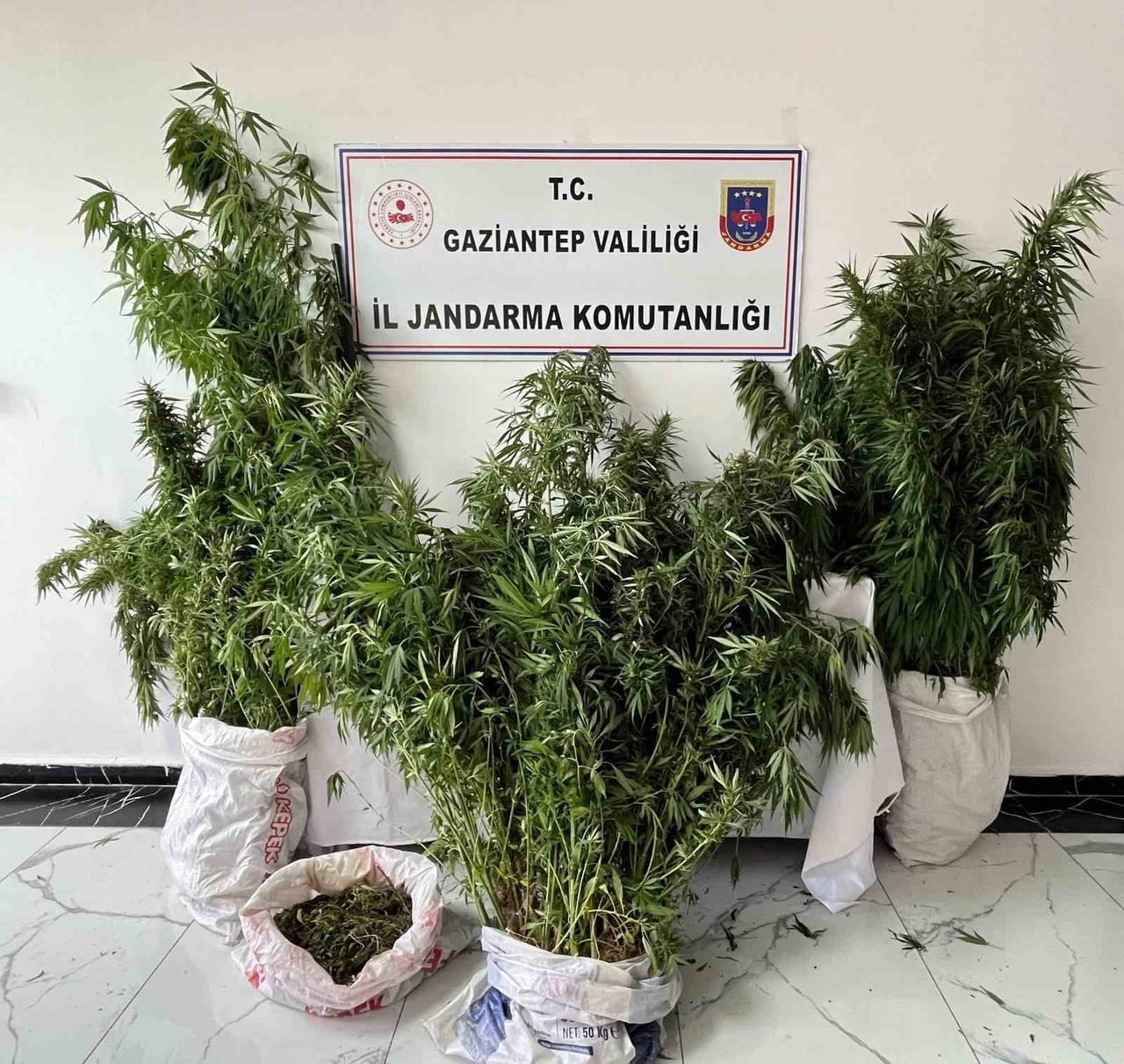 GAZİANTEP’TE JANDARMA EKİPLERİNCE YAPILAN OPERASYONDA 215 KÖK KENEVİR ELE GEÇİRİLDİ, 1 ŞÜPHELİ...