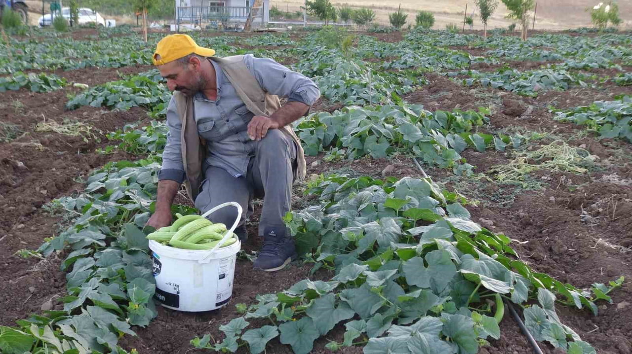 GERCÜŞ İLÇESİNDE BOSTANLARDA TAMAMEN ORGANİK OLARAK YETİŞTİRİLEN, HALK ARASINDA "TRÖZİ" OLARAK DA...