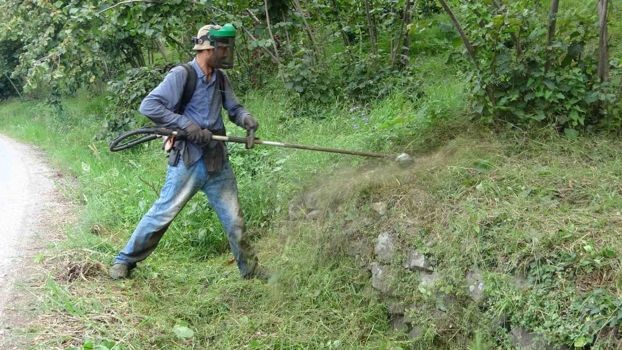 GİRESUN'DA BU YIL ETKİLİ OLAN YAĞIŞLI HAVA, FINDIK BAHÇELERİNDE OTLARIN NORMALDEN FAZLA BÜYÜMESİNE...