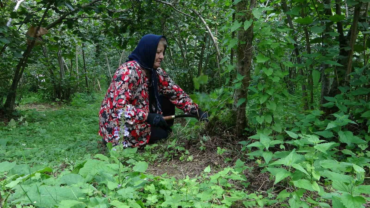 GİRESUN'DA SAHİL KESİMİNDE AĞUSTOS AYININ İLK HAFTASINDA BAŞLAMASI PLANLANAN FINDIK HASADI...