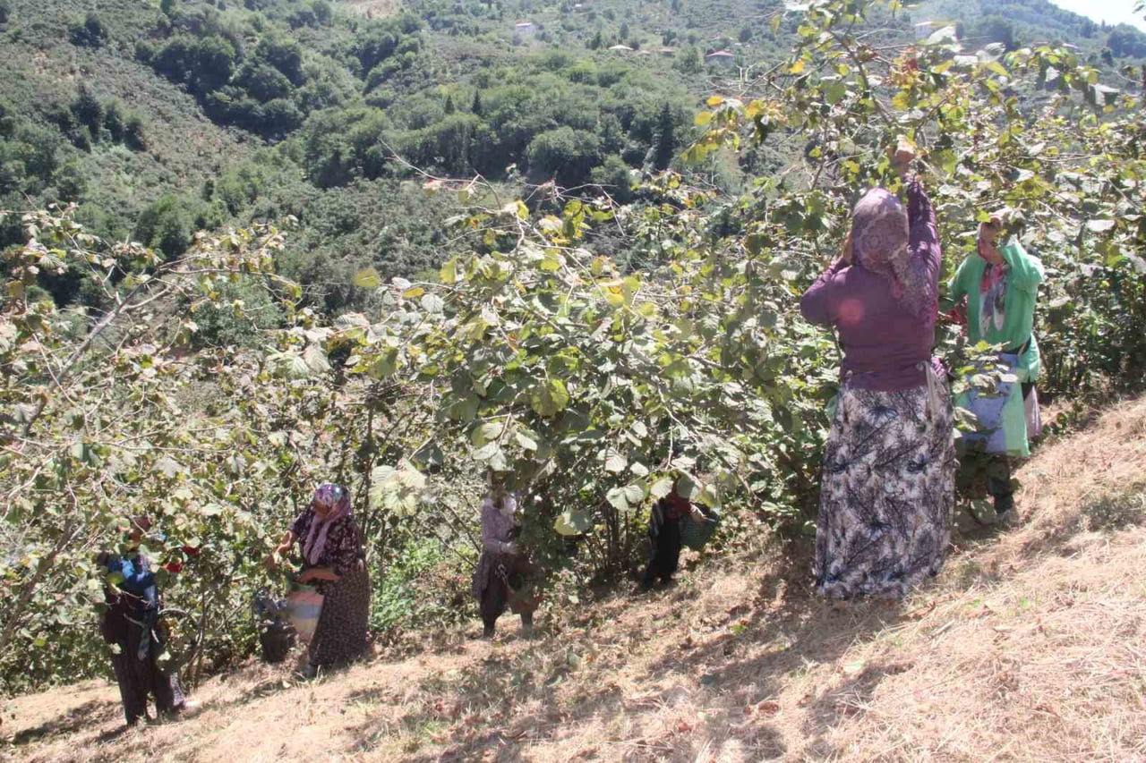 GİRESUN’DA AĞUSTOS AYININ İLK HAFTASI BAŞLANACAK OLAN FINDIK HASADI ÖNCESİ GİRESUN VALİLİĞİ, 2026...