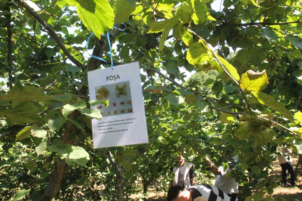 GİRESUN FINDIK ARAŞTIRMA ENSTİTÜSÜ MÜDÜRLÜĞÜ TARAFINDAN YÜRÜTÜLEN "MELEZLEME VE SELEKSİYON YOLU...