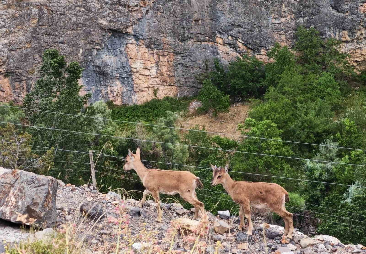 GÜMÜŞHANE'NİN SARP DAĞLARINDA YAŞAMLARINI SÜRDÜREN YAVRU YABAN KEÇİLERİ, KAYALIKLAR ÜZERİNDEKİ...