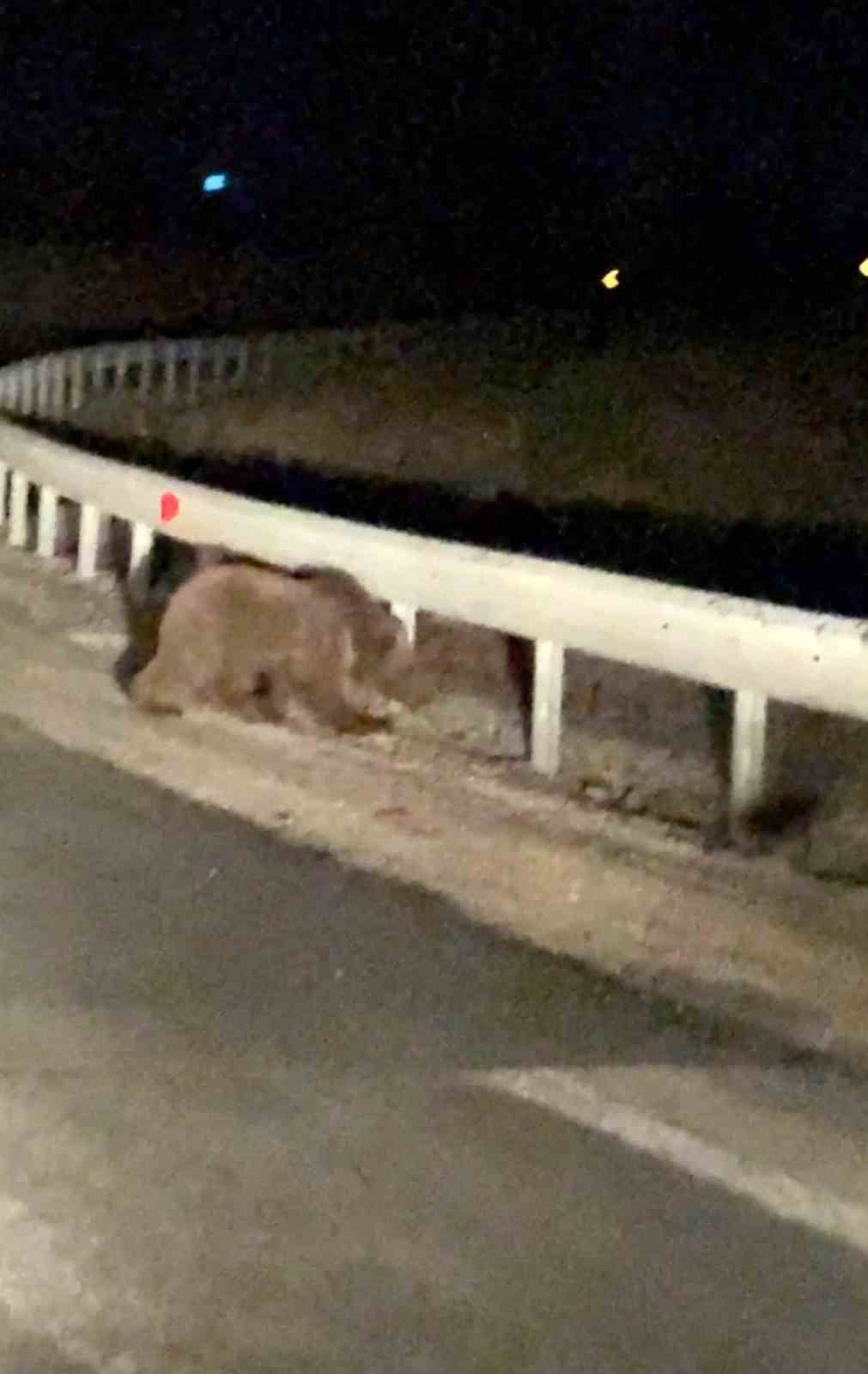 GÜRSU İLÇESİNDE GECE SAATLERİNDE YOLUN ORTASINDA İKİ AYI YAVRUSU GÖRÜLDÜ
