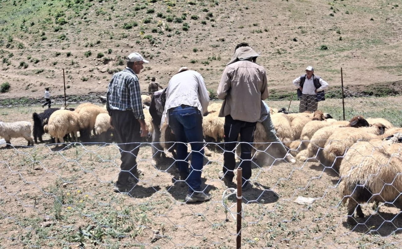 HAKKARİ'NİN YÜKSEKOVA İLÇE TARIM VE ORMAN MÜDÜRLÜĞÜ EKİPLERİNCE KÜÇÜKBAŞ HAYVAN İŞLETMELERİNE...