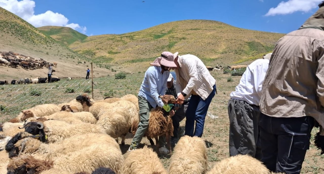 HAKKARİ'NİN YÜKSEKOVA İLÇE TARIM VE ORMAN MÜDÜRLÜĞÜ EKİPLERİNCE KÜÇÜKBAŞ HAYVAN İŞLETMELERİNE...