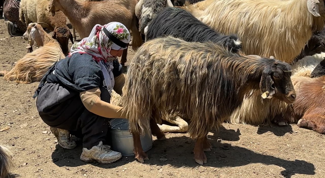 HAKKARİ'NİN YÜKSEKOVA İLÇESİNDE HAVALARIN ISINMASIYLA BİRLİKTE YAKLAŞIK BİR AY ÖNCE YAYLALARA...