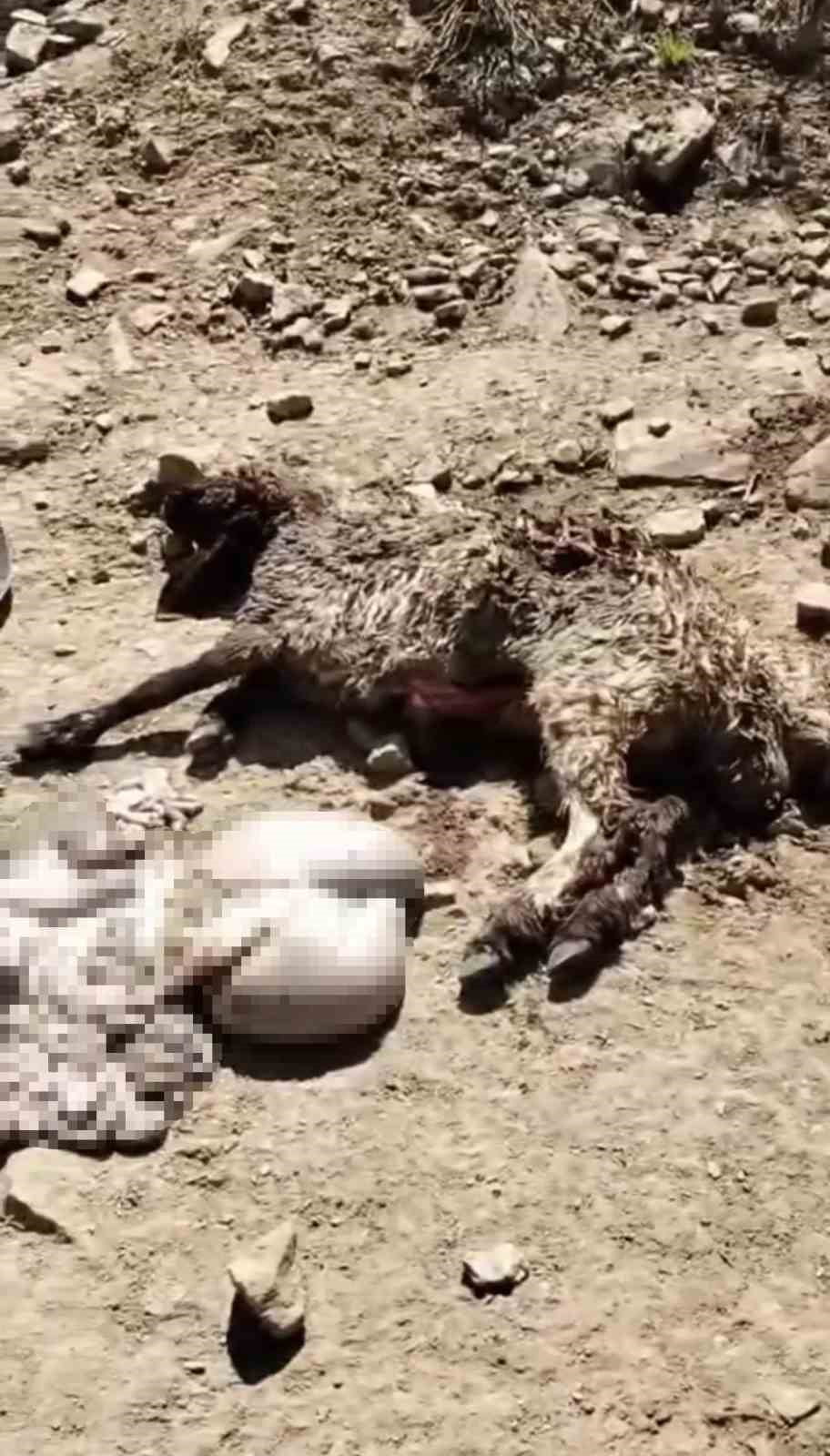 HAKKARİ'NİN YÜKSEKOVA İLÇESİNDE, KIŞ MEVSİMİNDEN KALAN KAR KÜTLESİNİN ÇÖKMESİ SONUCU ALTINDA KALAN...