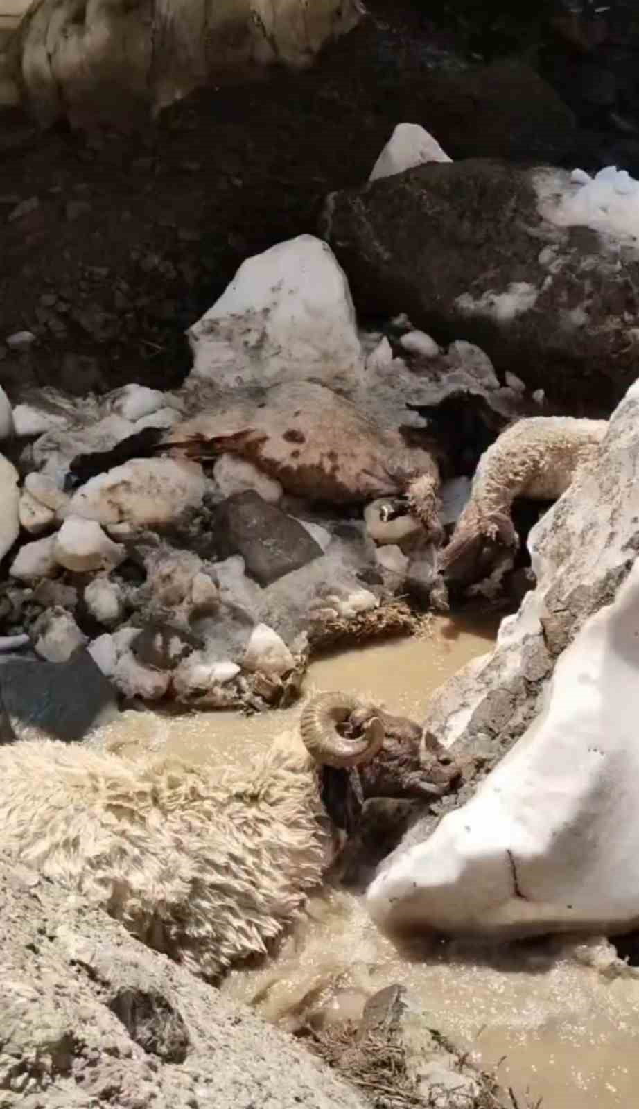 HAKKARİ'NİN YÜKSEKOVA İLÇESİNDE, KIŞ MEVSİMİNDEN KALAN KAR KÜTLESİNİN ÇÖKMESİ SONUCU ALTINDA KALAN...