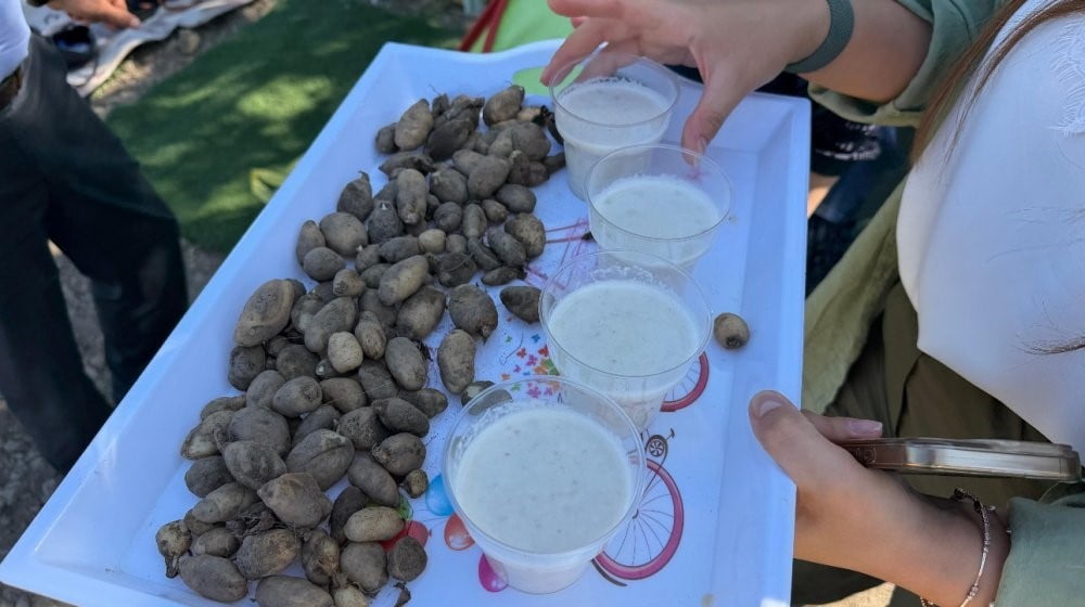 HAKKARİ'NİN YÜKSEKOVA İLÇESİNE BAĞLI YONCALI KÖYÜNDE İKİ YIL ÖNCE DENEME AMACIYLA EKİLEN SALEP, BU...