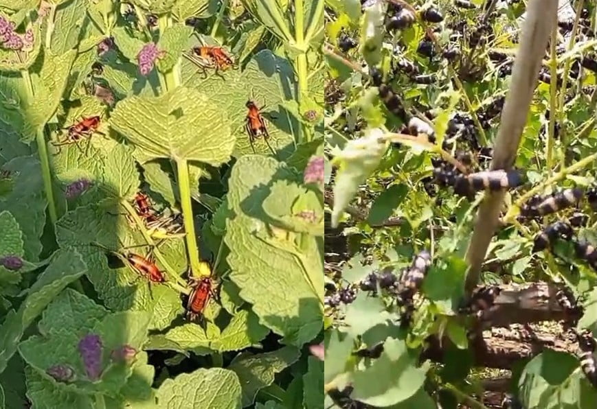 HAKKARİ MERKEZE BAĞLI GEÇİTLİ KÖYÜNDE, HAVALARIN ISINMASIYLA BİRLİKTE ORTAYA ÇIKAN ÇEKİRGE SÜRÜSÜ...