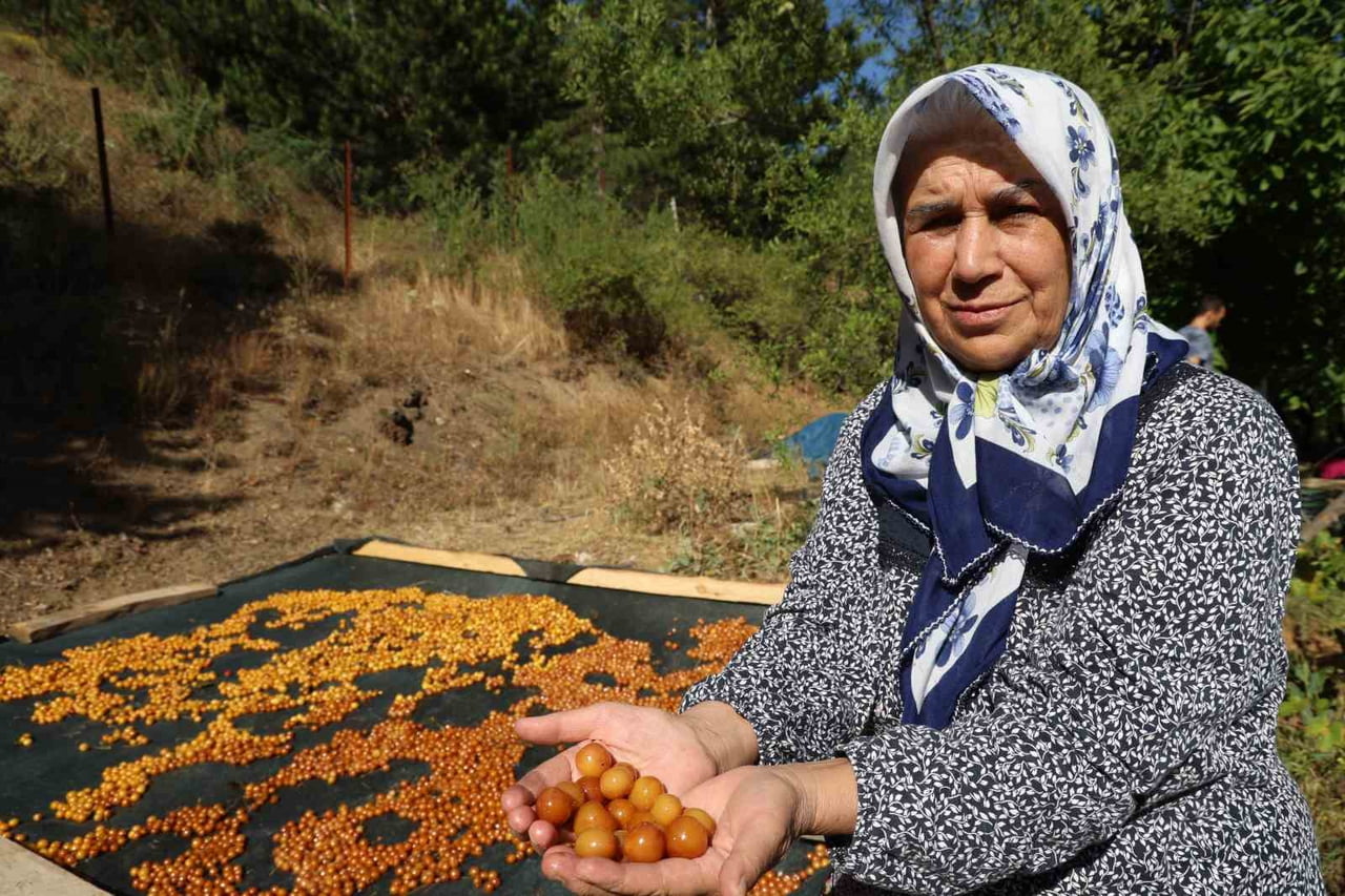 HALİME KAYTANCI, DALINDA KLAN BEYAZ VE KIRMIZI KİRAZLARIN KIŞLIK ÇEREZ OLARAK KURUTTUKLARINI İFADE...