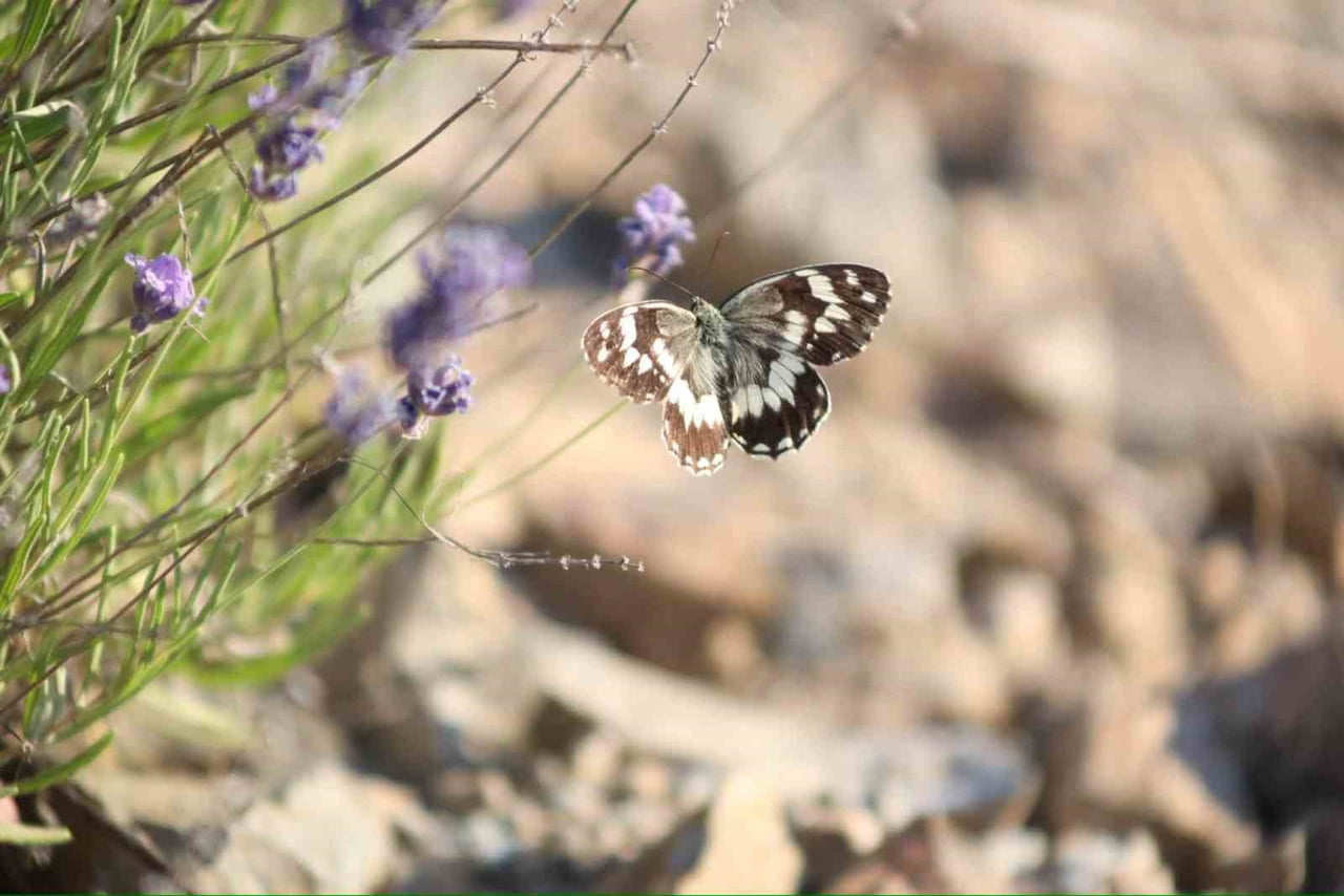 HARPUT'TA LAVANTA ÜZERİNDEKİ KELEBEKLERDEN GÖRSEL ŞÖLEN