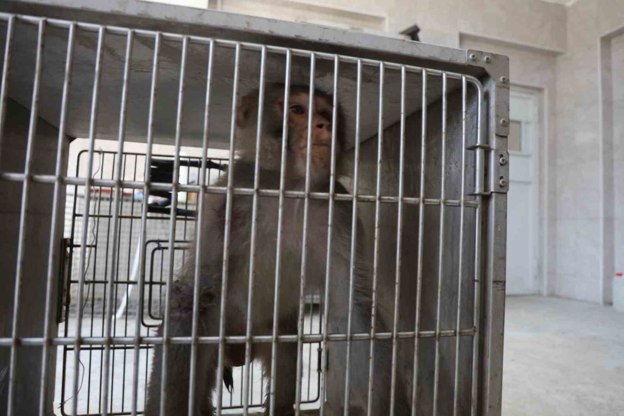 HATAY’DA KONTEYNER KENTTE GİREN FİRARİ MAYMUN, KENDİNE EKMEK VERMEK İSTEYEN KADINI YARALADI. DOĞA...