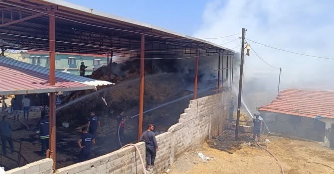 HATAY (İHA) - HATAY'DA SAMANLIKTA ÇIKAN YANGINDA DUMANLARDAN ETKİLENEN 3 BUZAĞI TELEF OLURKEN, 3...