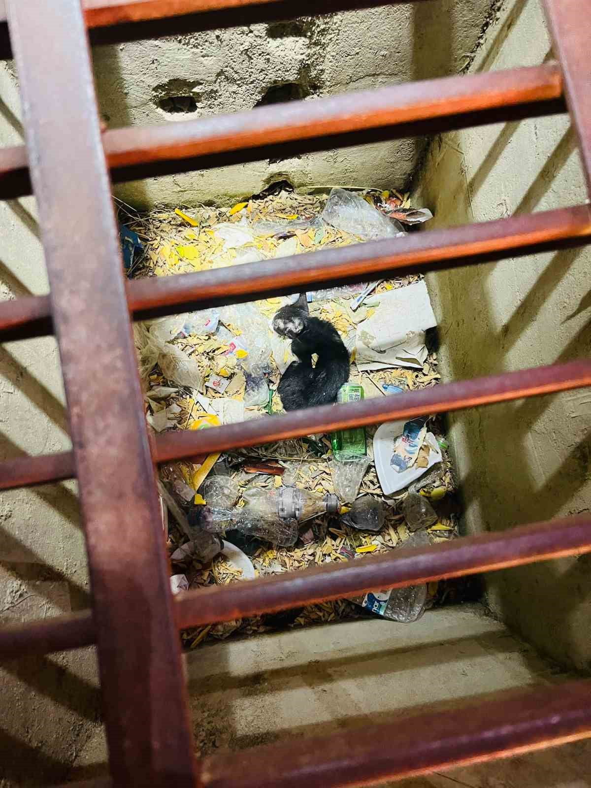 HATAY’IN ANTAKYA İLÇESİNDE MAZGALA DÜŞEREK MAHSUR KALAN YAVRU KEDİ, İTFAİYE EKİPLERİ TARAFINDAN...