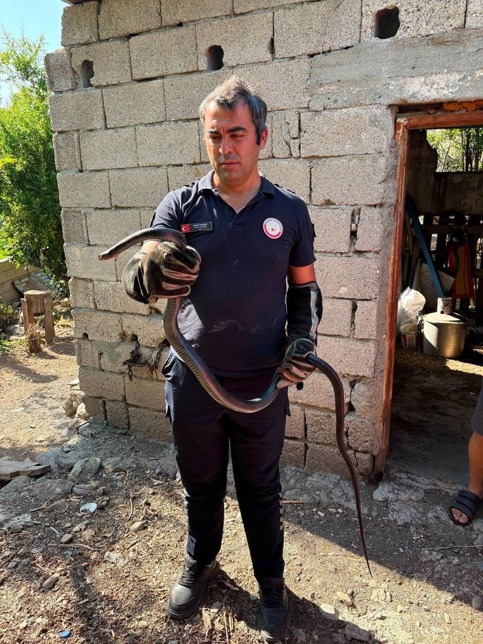 HATAY’IN ANTAKYA VE DÖRTYOL İLÇELERİNDE YERLEŞİM YERLERİNDE GÖRÜLEN YILANLAR, İTFAİYE EKİPLERİNİN...
