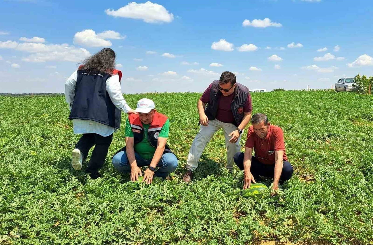 HAYRABOLU İLÇE TARIM VE ORMAN MÜDÜRÜ GÜRCAN EVİN DE ÜRETİM ALANLARINDA İNCELEMELERDE...