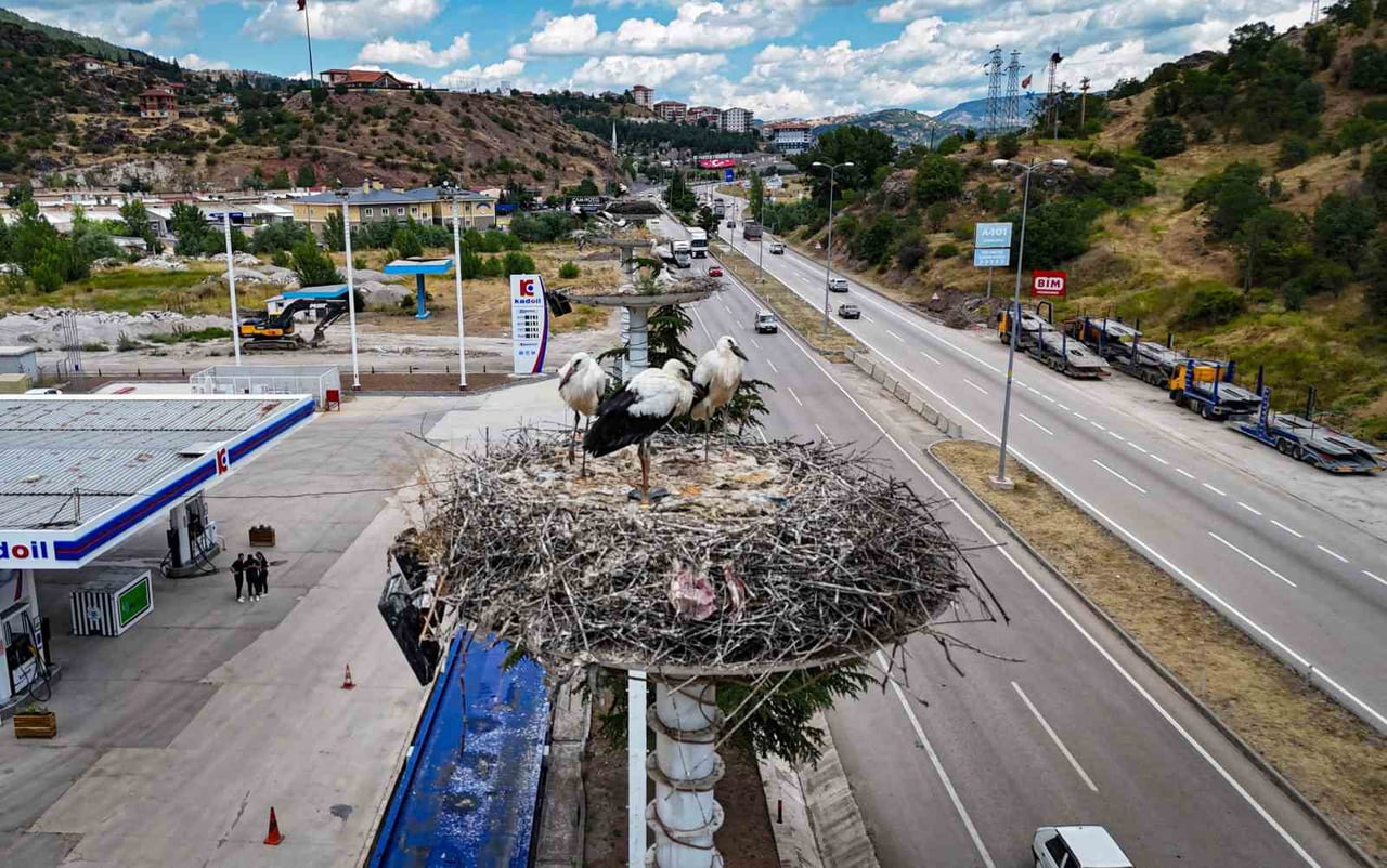 HER YIL ANKARA'YA GÖÇ EDEN LEYLEKLERİN İLKBAHARDA DÜNYAYA GELEN YAVRULARI, SONBAHARDA BAŞLAYACAK...