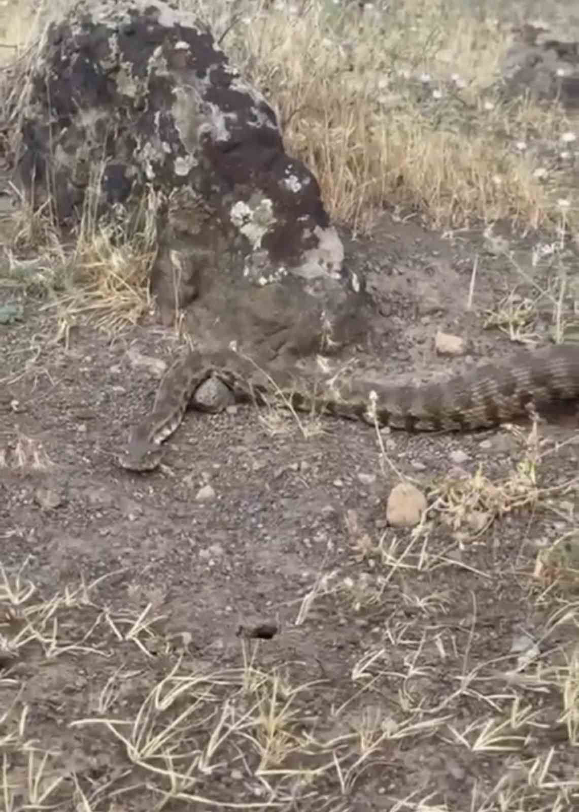 IĞDIR'DA YERLEŞİM ALANINA GİREN KOCA ENGEREK DOĞAYA SALINDI