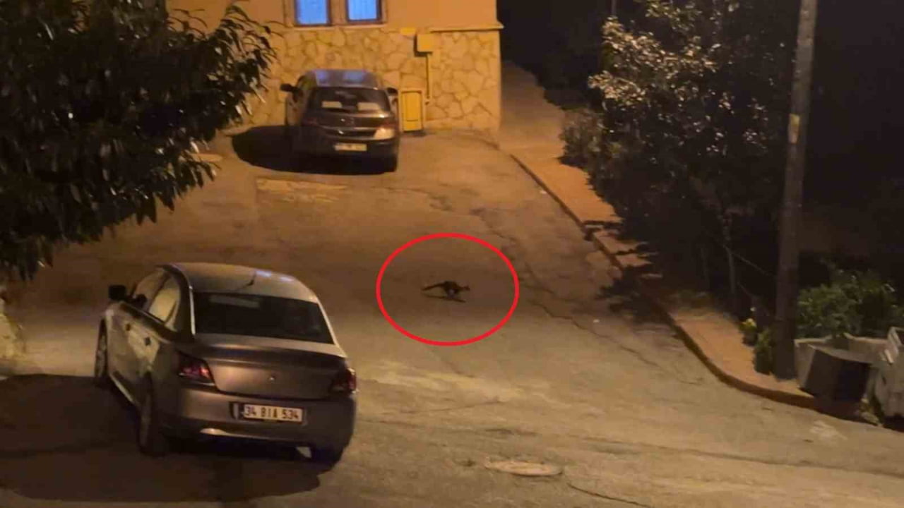İLKADIM İLÇESİ KADİFEKALE MAHALLESİ NİZAM-I CEDİT SOKAK'TA GECELERİ SOKAKLARDA DOLAŞAN SANSARLAR...