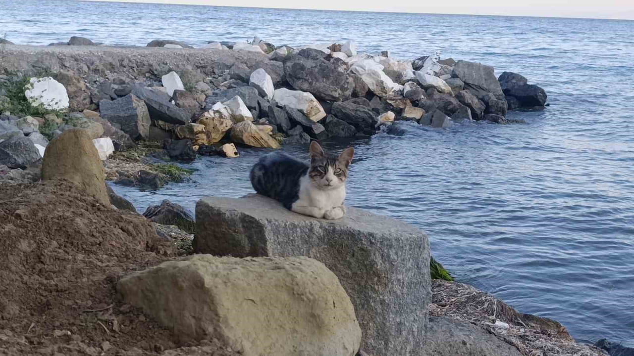 İNSAN HAREKETLİLİĞİNİN AZALMASIYLA BİRLİKTE SAHİLDE YAŞAYAN KEDİLER İSE RAHAT TAVIRLARIYLA DİKKAT...