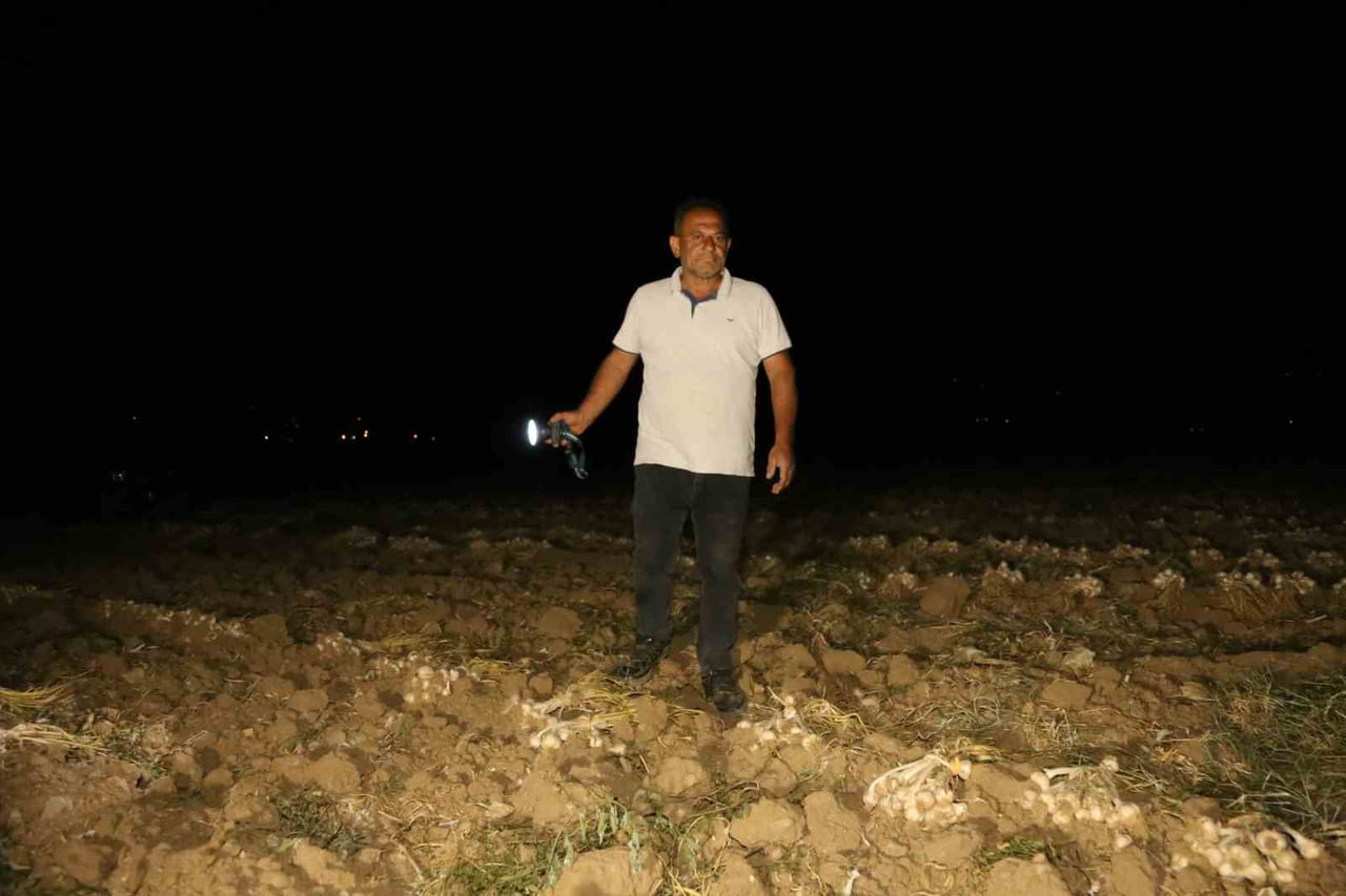 İRFAN ÜNVAR, SARIMSAK TARLASINDA NÖBET TUTUYOR.