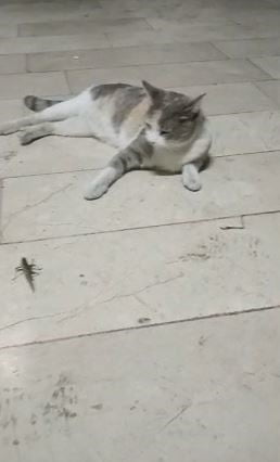 İSTANBUL'UN BİRÇOK İLÇESİNDE SON GÜNLERDE GÖRÜLMEYE BAŞLANAN İRİ ÇEKİRGELER VATANDAŞLARI TEDİRGİN...