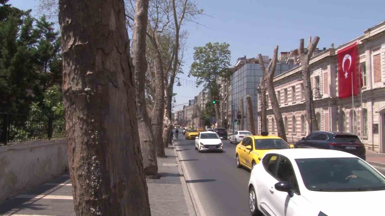 İSTANBUL BEŞİKTAŞ ORTAKÖY GÜZERGAHINDA YER ALAN TARİHİ ÇINAR AĞAÇLARININ BAKIMSIZLIK NEDENİYLE...