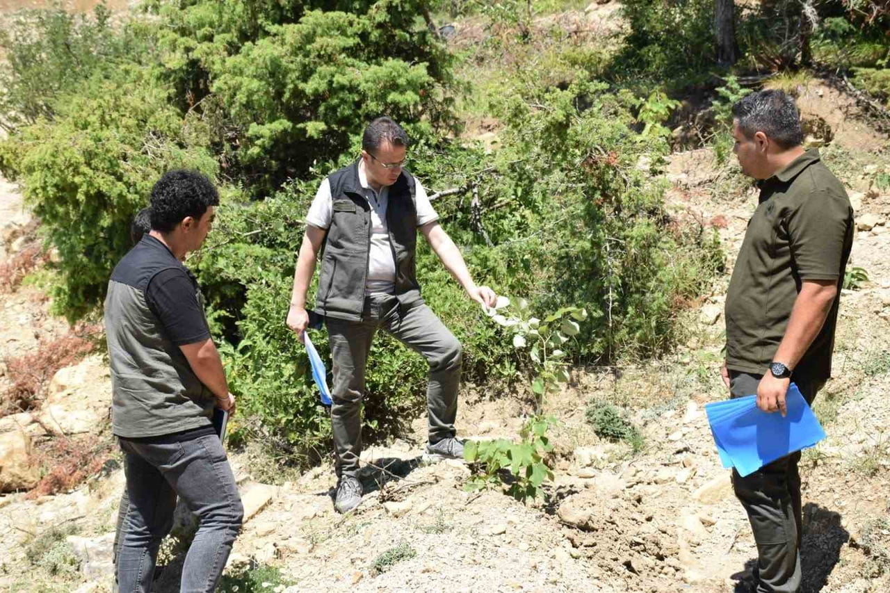 KAHRAMANMARAŞ'IN ANDIRIN İLÇESİNDE, GELİR GETİRİCİ TÜR AĞAÇLANDIRMA ÇALIŞMALARI KAPSAMINDA SON 3...