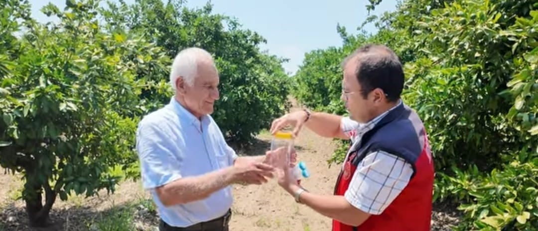 KAHRAMANMARAŞ'IN ANDIRIN İLÇESİNDE NARENCİYE BAHÇELERİNE 'FAYDALI BÖCEK' TAKVİYESİ...