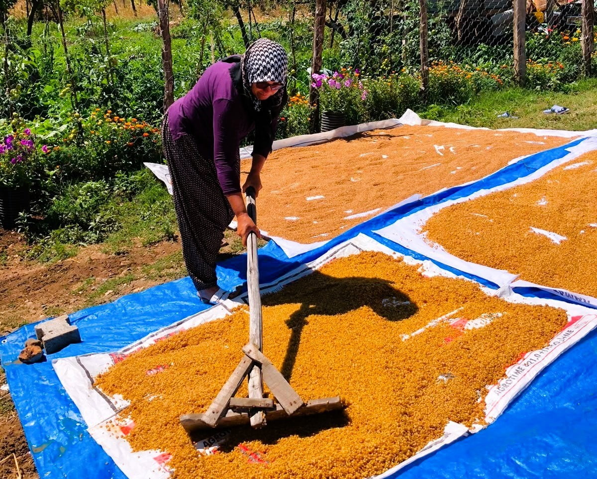 KAHRAMANMARAŞ'TA KIŞLIK HAZIRLIKLARI İÇİN KAZANLARDA BULGUR KAYNATILMAYA BAŞLANDI