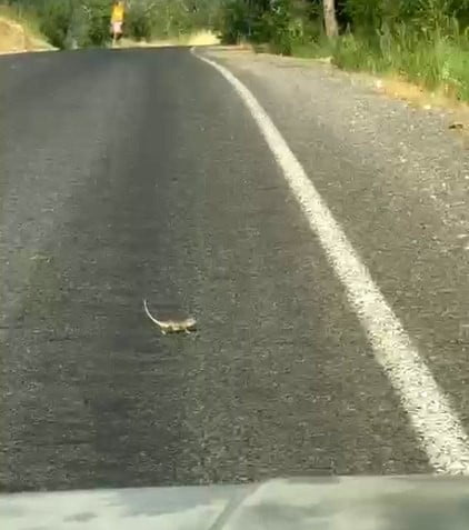KAHRAMANMARAŞ'TA OTOMOBİLİYLE SEYİR HALİNDEYKEN YOLUN KARŞISINA GEÇMEYE ÇALIŞAN BUKALEMUNU FARK...